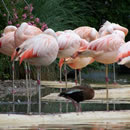 信息轰炸在线使用免费